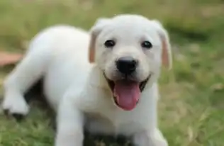 狗狗后腿瘫痪能自愈吗 狗狗后腿瘫痪能自愈吗