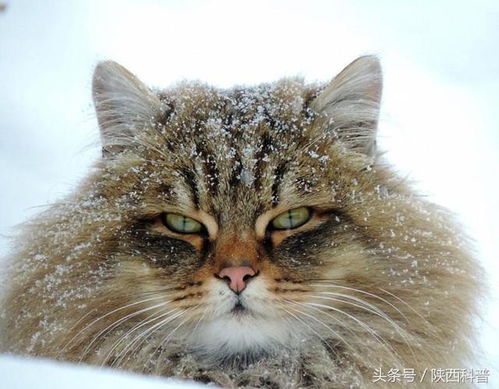  西伯利亚农场成猫岛喵星人雪中漫步