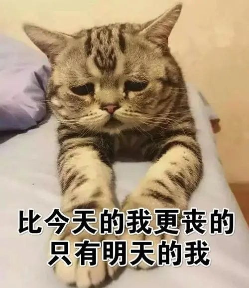  丧猫表情包图片下载丧脸猫表情包大全无水印版极光下载站