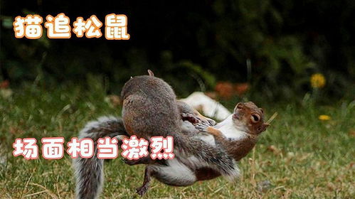 偷偷亲一下表情包松鼠追