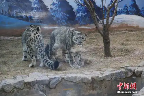 青藏高原野生动物园合笼饲养雪豹突破寿命极限值 青藏高原野生动物园合笼饲养雪豹突破寿命极限值