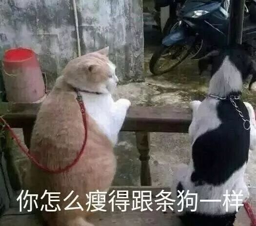  你是怕单身出幻觉了