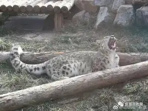 野生动物园雪豹简历6傲雪 野生动物园雪豹简历6傲雪