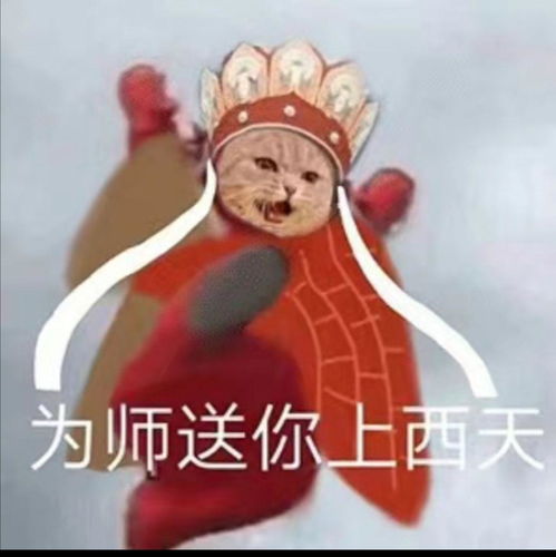  猫猫表情包gif,猫猫表情包可爱