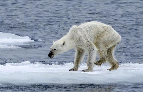  科学家警告第六次生物大灭绝或即将到来,真的有这种可能吗
