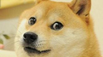 韩美娟表情包原图doge