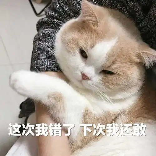 打猫,切勿打这它5个部位,会要了猫命 打猫,切勿打这它5个部位,会要了猫命