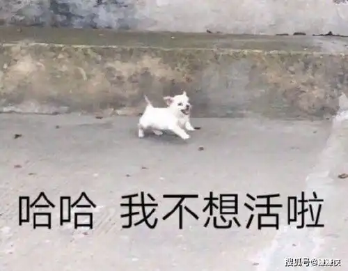  搞笑表情包图片向大佬低头,去那边,自己玩