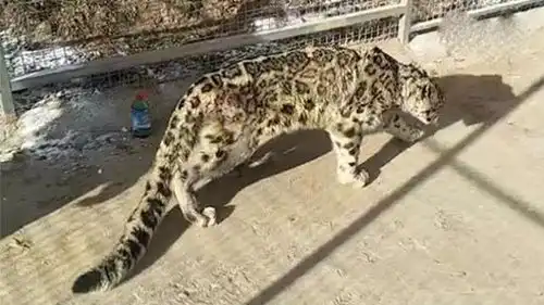 三江源地区红外相机首次记录到雪豹分食画面 三江源地区红外相机首次记录到雪豹分食画面