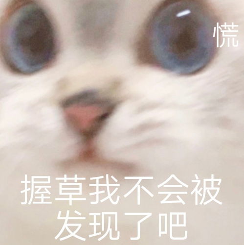  小猫咪表情包