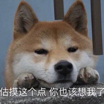 汪星人表情包 汪星人表情包