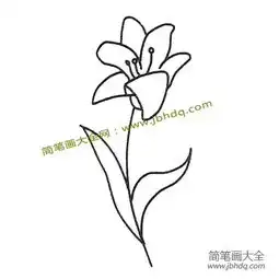  百合花简笔画图片大全