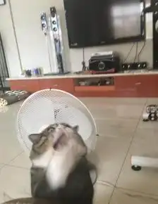 表情猫上线,快来救朕要掉下去了 表情猫上线,快来救朕要掉下去了