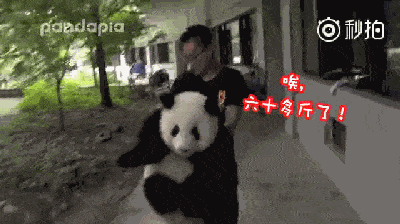  抱大腿吐舌头,旅日大熊猫因为太萌,日本人竟然不想还了
