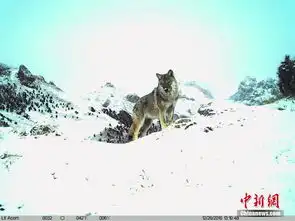 澜沧江源头多种野生动物亮颜值 澜沧江源头多种野生动物亮颜值