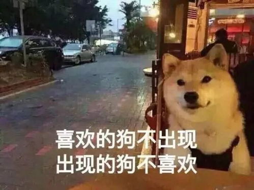 秀恩爱虐狗表情包网络语