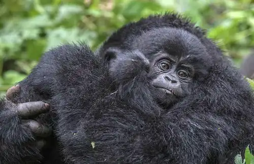 摄影师非洲拍摄山地大猩猩揭其隐秘生活 摄影师非洲拍摄山地大猩猩揭其隐秘生活