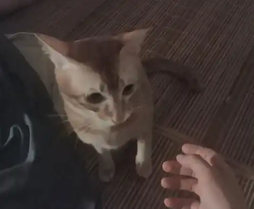 橘猫绝育后的生活老子的蛋呢不交出来,我真的会咬死你 橘猫绝育后的生活老子的蛋呢不交出来,我真的会咬死你