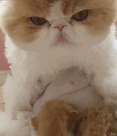  加菲猫生了一窝小崽崽,没想到喂奶时是这表情,主人哭笑不得