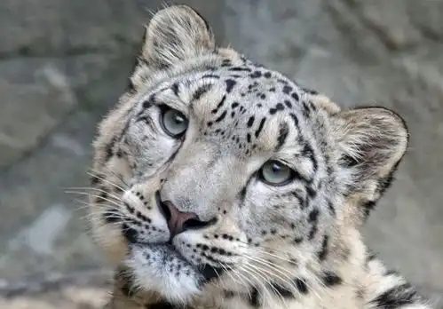 宁夏男子将雪豹当猫养,1年后街上遭人围殴,雪豹差点将打人者咬瘸 宁夏男子将雪豹当猫养,1年后街上遭人围殴,雪豹差点将打人者咬瘸