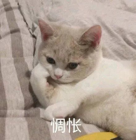  表情包没有夜宵,真的快乐不起来