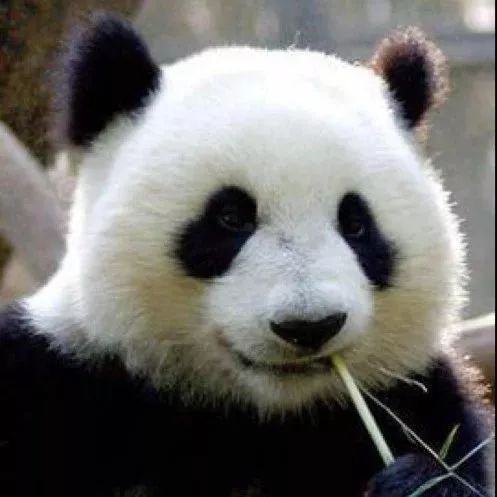  心疼,中国大熊猫竟惨遭退货马来西亚再不送走要被吃垮啦