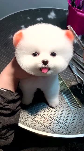 眼神很萌的那个表情包狗