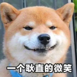  萌宠明明说好一起胖,你却偷偷在减肥果然贱人就是较轻