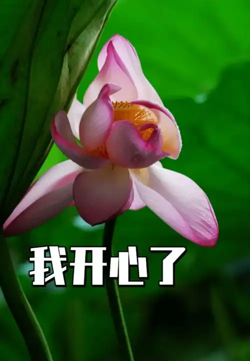 老年表情包莲花