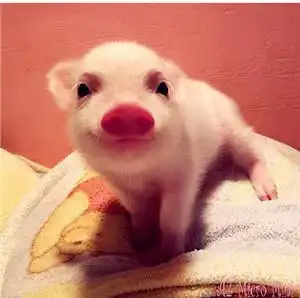 萌宠头像第一期 萌宠头像第一期