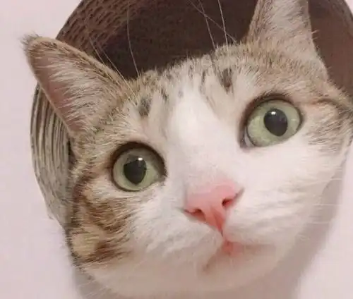 猫咪总喜欢把菊花对着你,你想过戳一下吗 猫咪总喜欢把菊花对着你,你想过戳一下吗