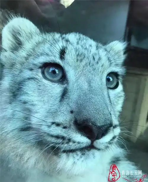 春节长假西宁西山别样热闹 春节长假西宁西山别样热闹