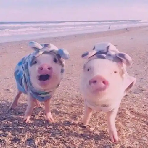 中兽医关于临床猪夏季暑邪致病的综合辨证论治 中兽医关于临床猪夏季暑邪致病的综合辨证论治