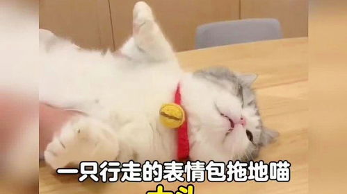 世界名人表情包小猫
