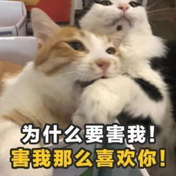  土味情话表情包,学到就是赚到,快拿走