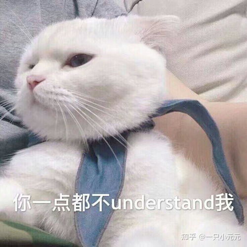 很无聊的表情包猫咪