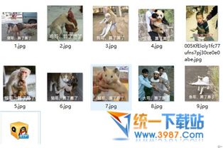  鸡哥算了算了表情包下载大哥算了算了表情包免费版旗米拉下载站