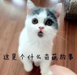 一脸忧郁的猫表情包沈梦