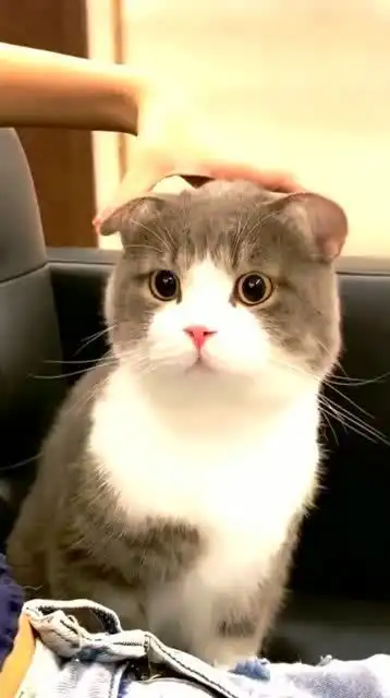  这么呆萌可爱的小猫咪,谁不想要呢
