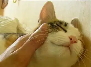 可爱的小宠物 可爱的小宠物