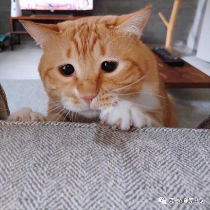  橘猫因太胖突遇意外一脸悲伤,主人却在一旁笑喷了