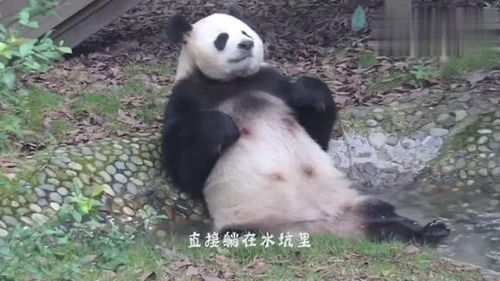 在干嘛表情包搞笑熊猫