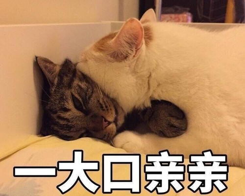 求推荐干敏肌的面霜,用过珂润,觉得无功无过,考虑雅顿还有契尔氏,fab学生党,只能接受一两百的