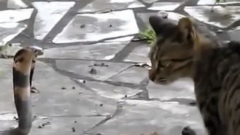  毒蛇再皮在猫咪面前都是浮云,它在干啥在玩蛇