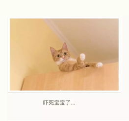 可爱喵咪表情包不开心