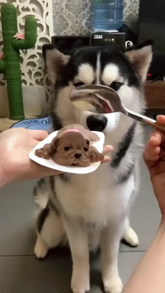  二哈果然不一样