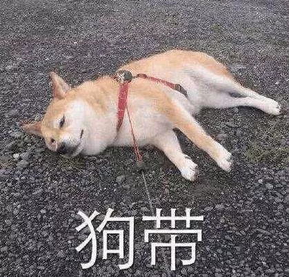 玩蛇表情包柴犬