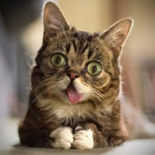 生气猫不爽猫吐舌猫等,可爱外表下的心酸故事 生气猫不爽猫吐舌猫等,可爱外表下的心酸故事