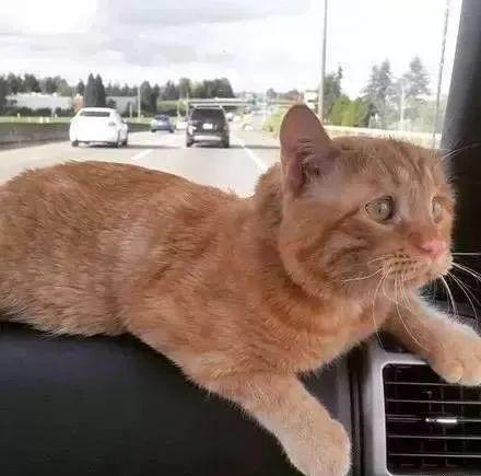  天生一脸悲伤的橘猫没人要,被妹纸收养1小时后的变化,让人...