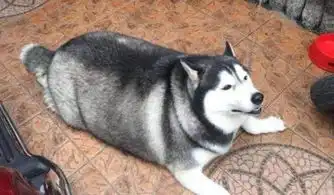 张若昀哈士奇表情包张弃